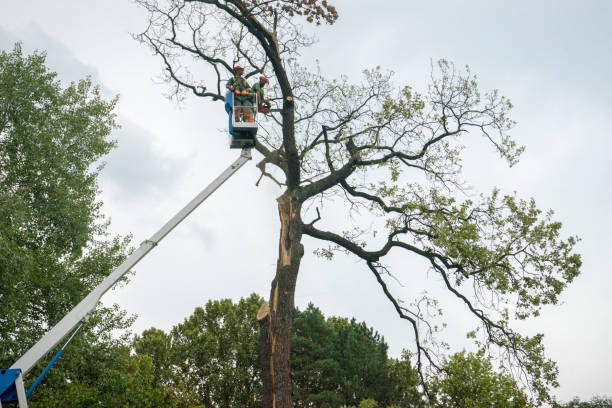 Best Tree Preservation Services  in Cortland, NY